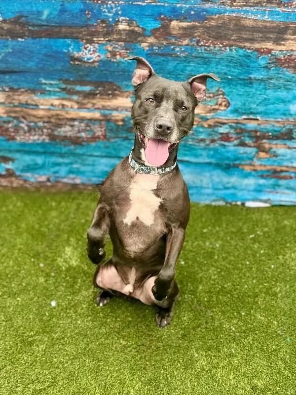 An adult large-sized male Mixed Breed dog named Rocket for adoption in Miamitown, OH