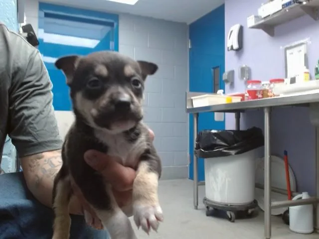A baby small-sized male Husky dog named Bentley for adoption in Albuquerque, NM