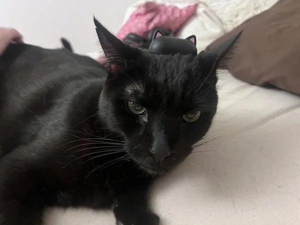 An adult medium-sized male Domestic Short Hair cat named Kipu for adoption in Ridgewood, NY