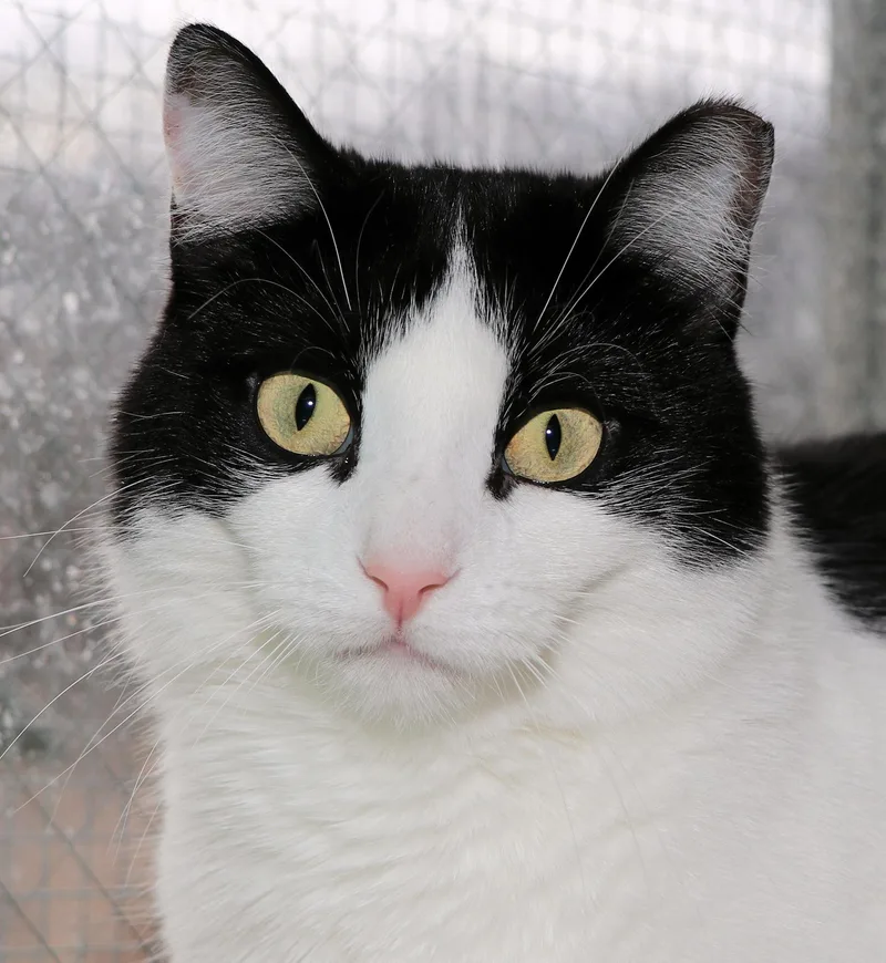 An adult medium-sized male Black & White / Tuxedo Domestic Short Hair cat named Abe for adoption in Cincinnati, OH