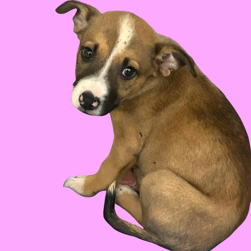 A baby medium-sized female Mixed Breed dog named Sweet Pea for adoption in Blue Ridge, GA