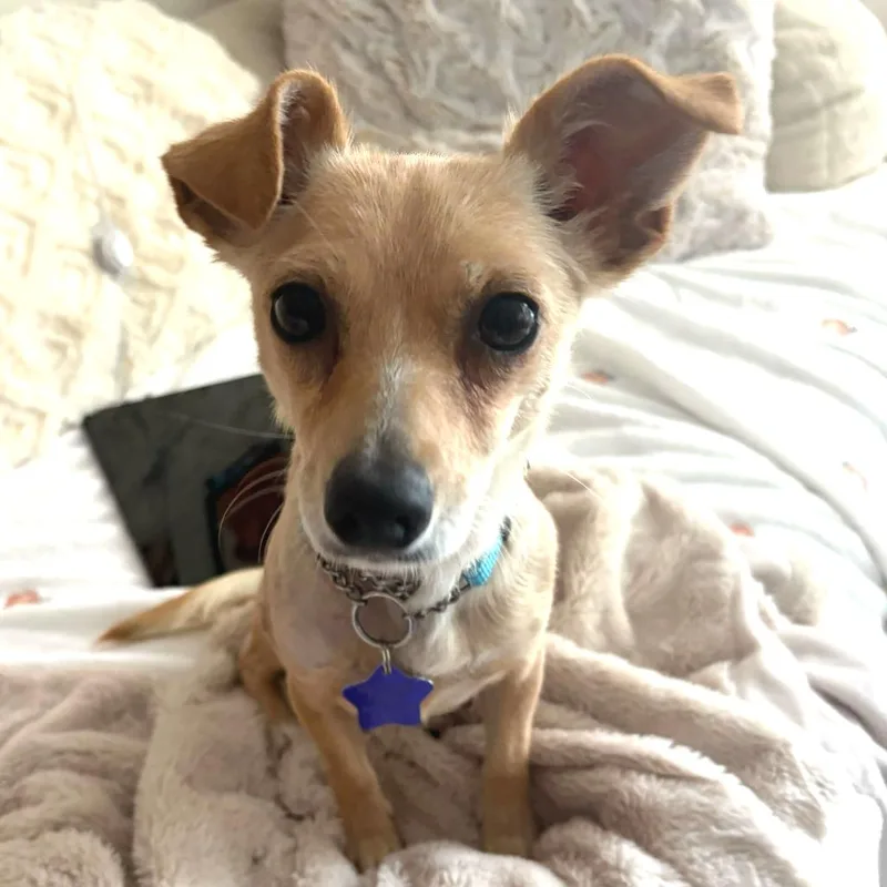 An adult small-sized female Yellow / Tan / Blond / Fawn Mixed Breed dog named Lemonade for adoption in San Francisco, CA
