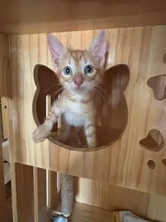 Oliver