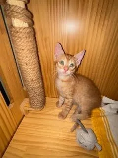 Oliver thumbnail 2