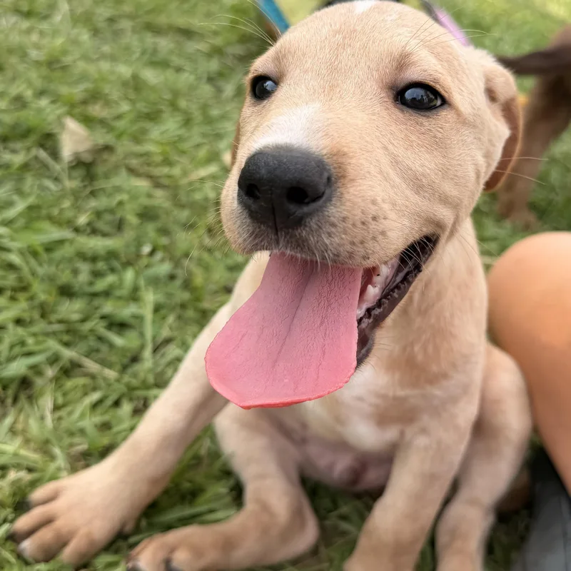 A baby medium-sized male White / Cream Golden Retriever dog named Jake for adoption in Warrior, AL