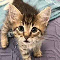 A baby small-sized female Brown / Chocolate Domestic Short Hair cat named Jayz for adoption in San Antonio, TX