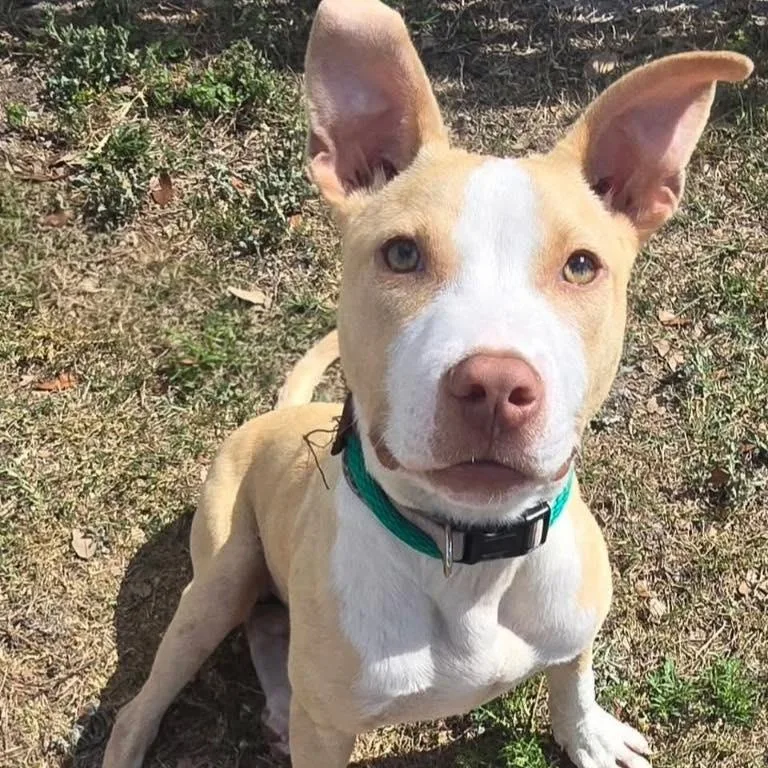 A young medium-sized male Yellow / Tan / Blond / Fawn Terrier dog named Ledger for adoption in Palm Harbor, FL