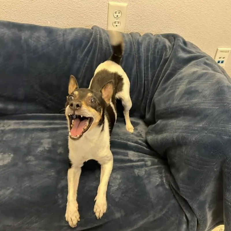 An adult small-sized male Rat Terrier dog named Oreo for adoption in Salinas, CA