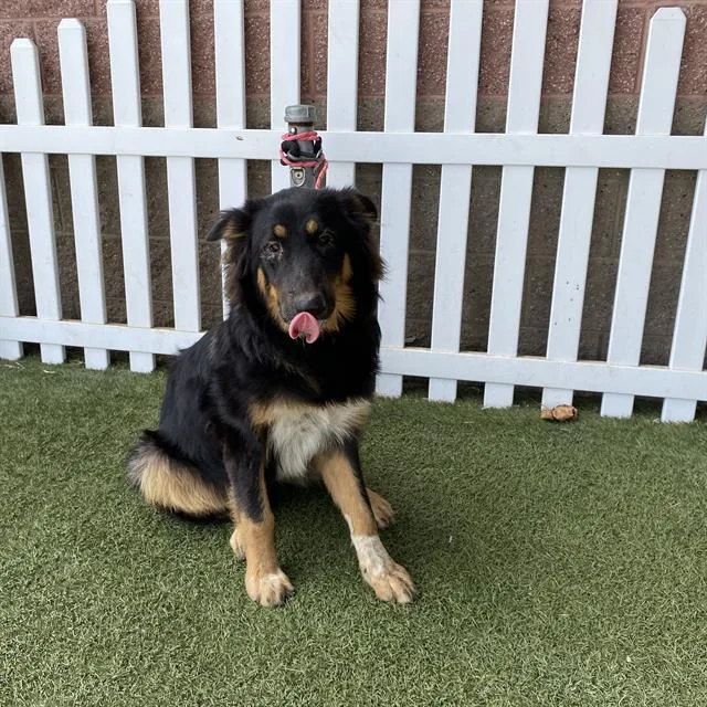 A young medium-sized female German Shepherd Dog dog named River for adoption in Modesto, CA