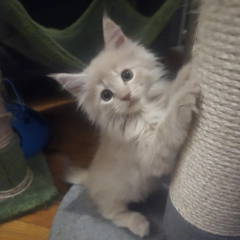 A baby small-sized female Orange / Red Maine Coon cat named Parfait for adoption in Staten Island, NY