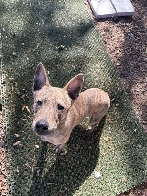 A young medium-sized male Australian Cattle Dog / Blue Heeler dog named Kaizen for adoption in Salt Lake City, UT