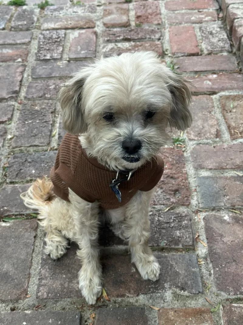 Finn
