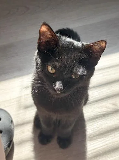 A baby small-sized male Domestic Short Hair cat named Eamon for adoption in Elk Grove, CA
