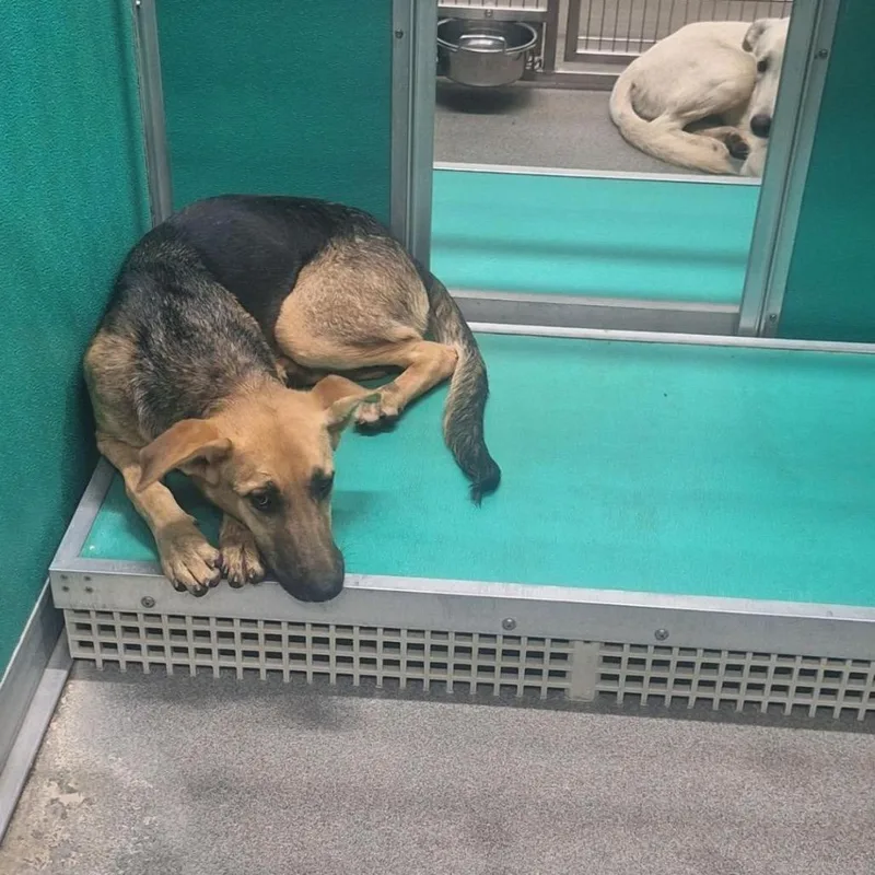 Marianne thumbnail 6