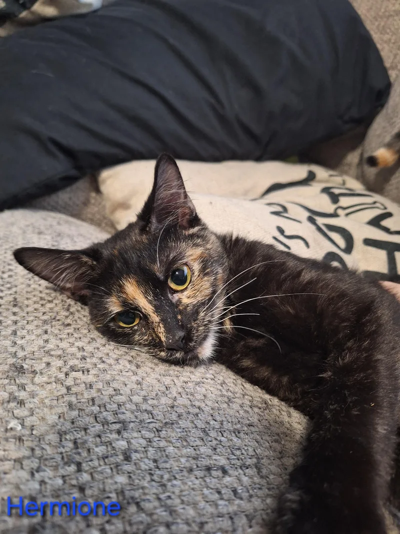 Hermione thumbnail 2