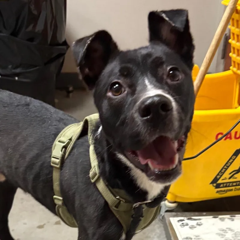 An adult medium-sized male Black Pit Bull Terrier dog named Andrew for adoption in Yuma, AZ
