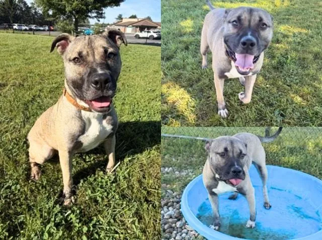 A young medium-sized male Pit Bull Terrier dog named Gomez for adoption in Fort Wayne, IN
