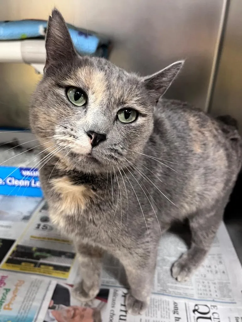 A young medium-sized female Domestic Short Hair cat named Peplum for adoption in Cincinnati, OH