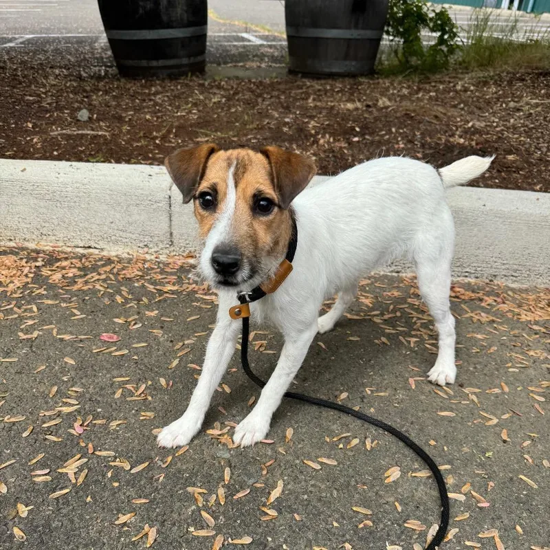 A young small-sized female White / Cream Jack Russell Terrier dog named Jackie for adoption in Newberg, OR