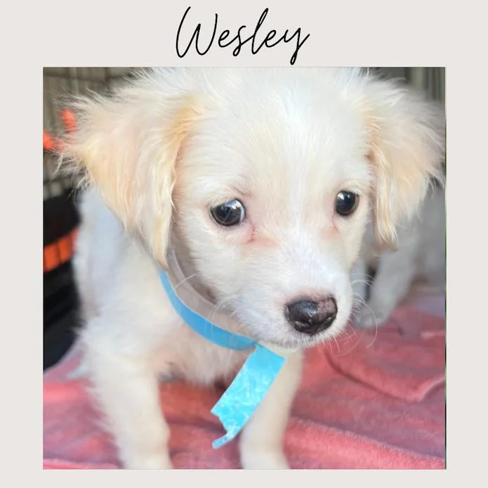 A baby small-sized male White / Cream Maltipoo dog named Wesley for adoption in San Juan Capistrano, CA