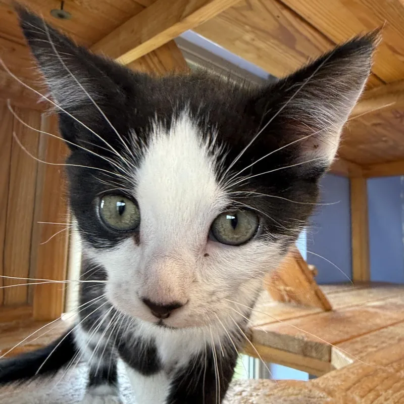 A baby small-sized female Black & White / Tuxedo Domestic Short Hair cat named Uber Eats for adoption in Brookings, SD