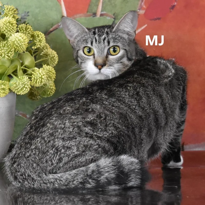 A young medium-sized female Gray / Blue / Silver Domestic Short Hair cat named Mj for adoption in Yuma, AZ