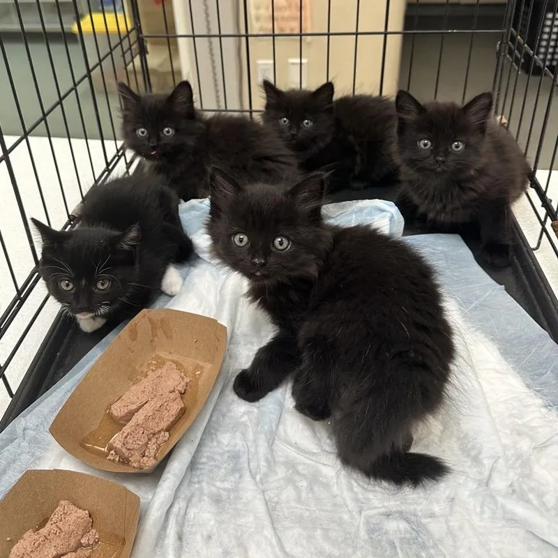 A baby small-sized female Black Domestic Long Hair cat named Sophia for adoption in Westminster, CA