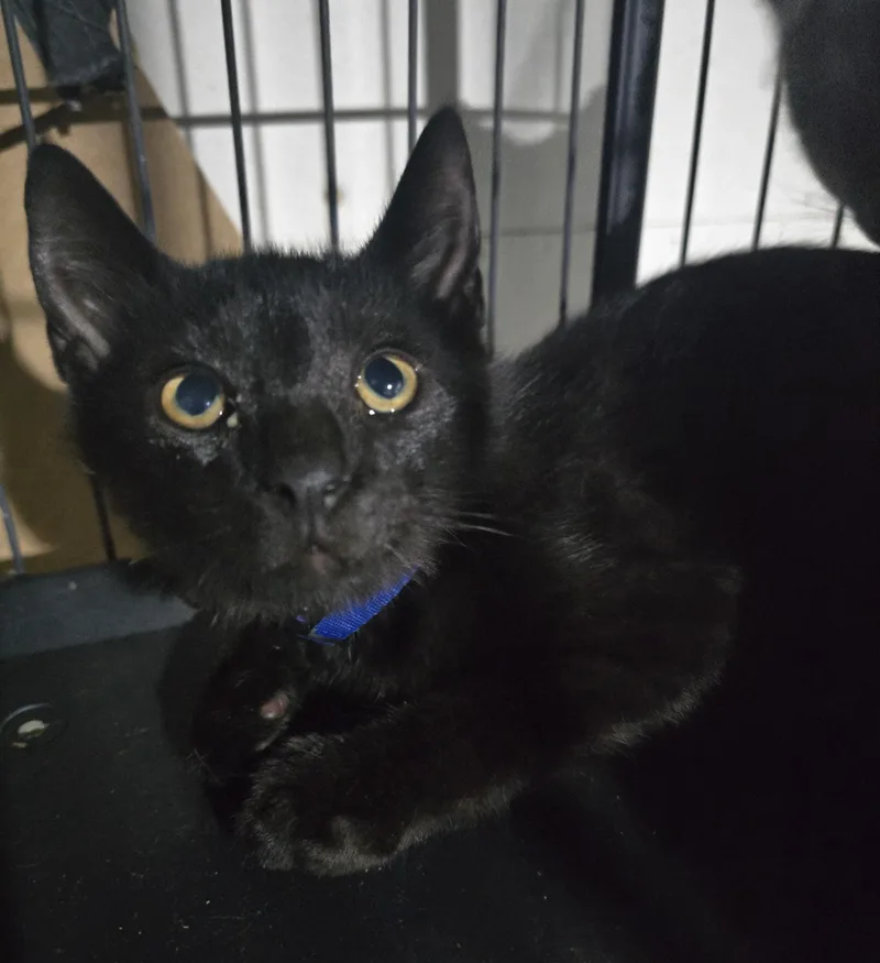 A baby medium-sized male Black Domestic Short Hair cat named Wonderful Wasabi for adoption in Elizabeth, PA