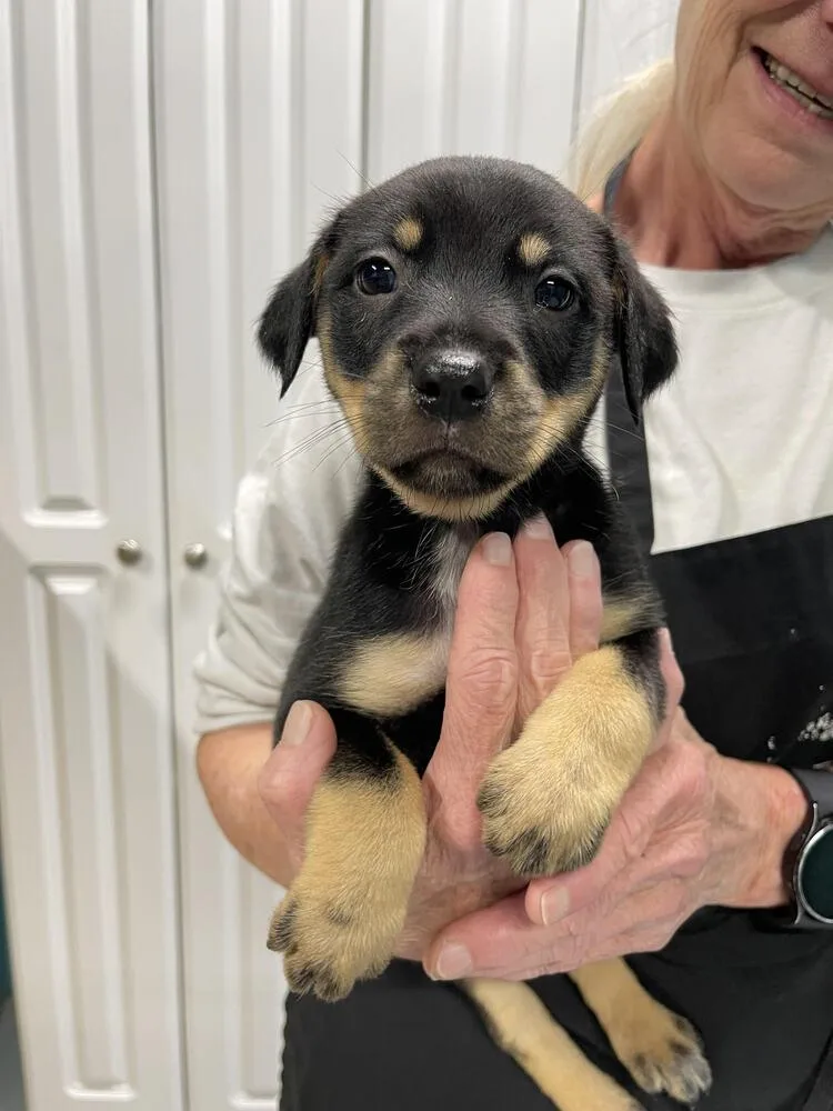 A baby small-sized female Brown / Chocolate Mixed Breed dog named Cindy for adoption in Chattanooga, TN