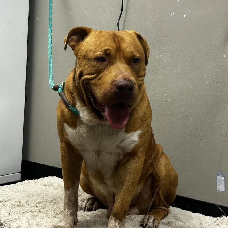 An adult large-sized male Brown / Chocolate American Staffordshire Terrier dog named King Vargas for adoption in St. Louis, MO