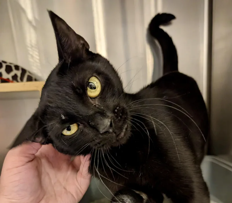 An adult medium-sized female Domestic Short Hair cat named Elowen for adoption in San Juan Capistrano, CA