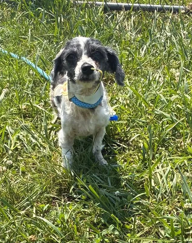 An adult small-sized female Black Mixed Breed dog named Molly for adoption in Cincinnati, OH
