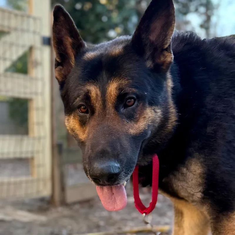 An adult large-sized male Black German Shepherd Dog dog named Andy for adoption in West Chester, PA