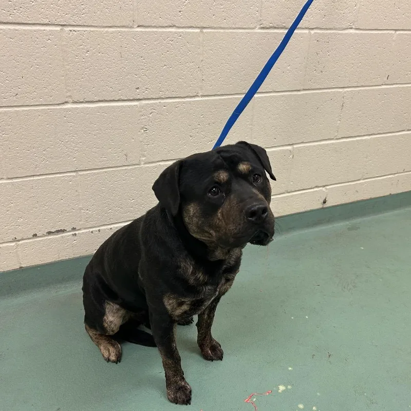 An adult large-sized male Brown / Chocolate Mixed Breed dog named Roadie for adoption in Memphis, TN