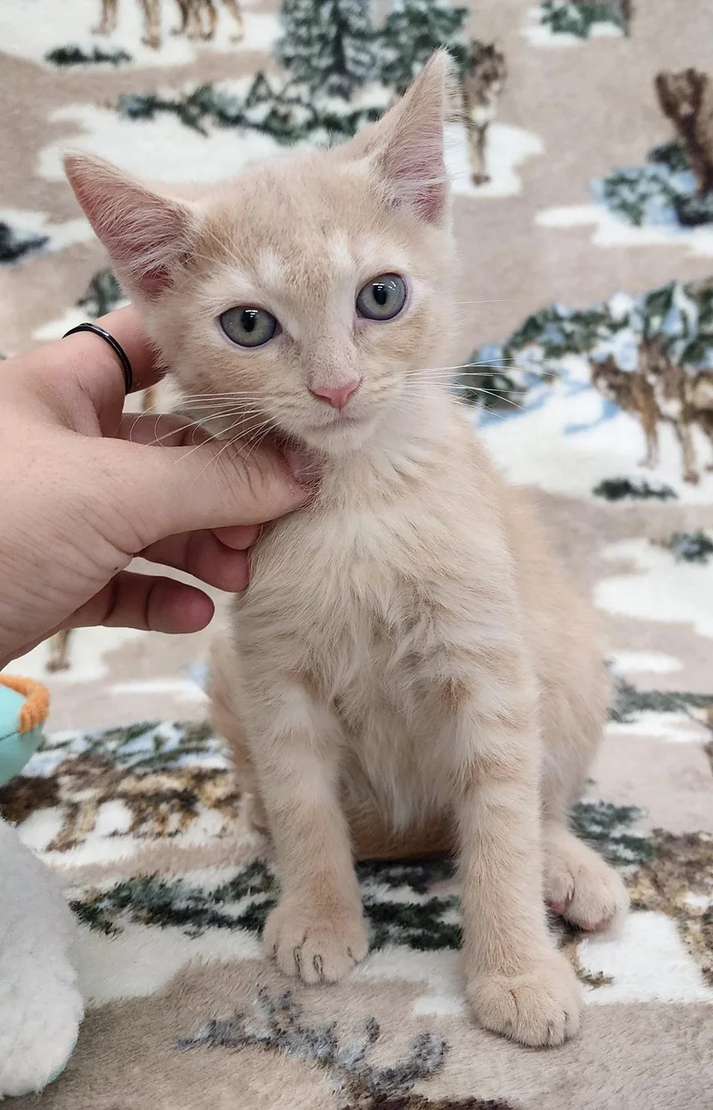 A baby medium-sized male Orange / Red Domestic Short Hair cat named Tristan for adoption in Wetumpka, AL