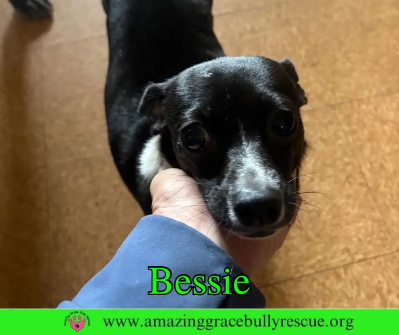 A young small-sized female Chihuahua dog named Bessie for adoption in Pensacola, FL