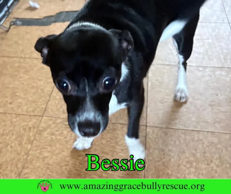 Bessie thumbnail 2