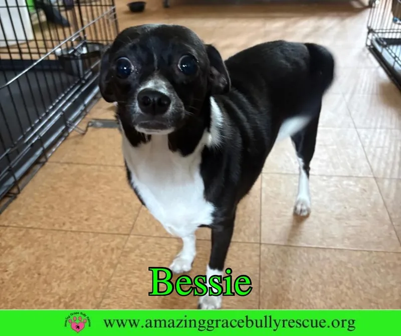 Bessie thumbnail 3