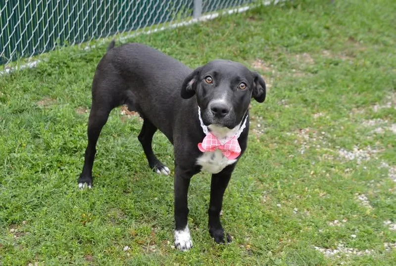 A young large-sized female Labrador Retriever dog named Marge for adoption in McKinney, TX
