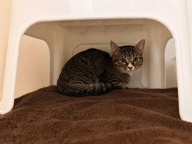 A baby small-sized female Domestic Short Hair cat named Grace for adoption in Statesville, NC