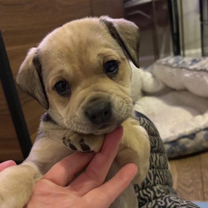 A young medium-sized female Yellow / Tan / Blond / Fawn Mixed Breed dog named Annie for adoption in Kansas City, MO