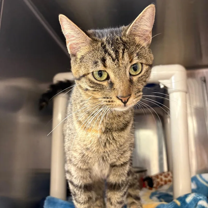 An adult medium-sized female Torbie Domestic Short Hair cat named Amber for adoption in Springfield, IL