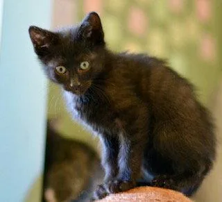 A baby medium-sized male Black Domestic Short Hair cat named Fran for adoption in Wheaton, IL