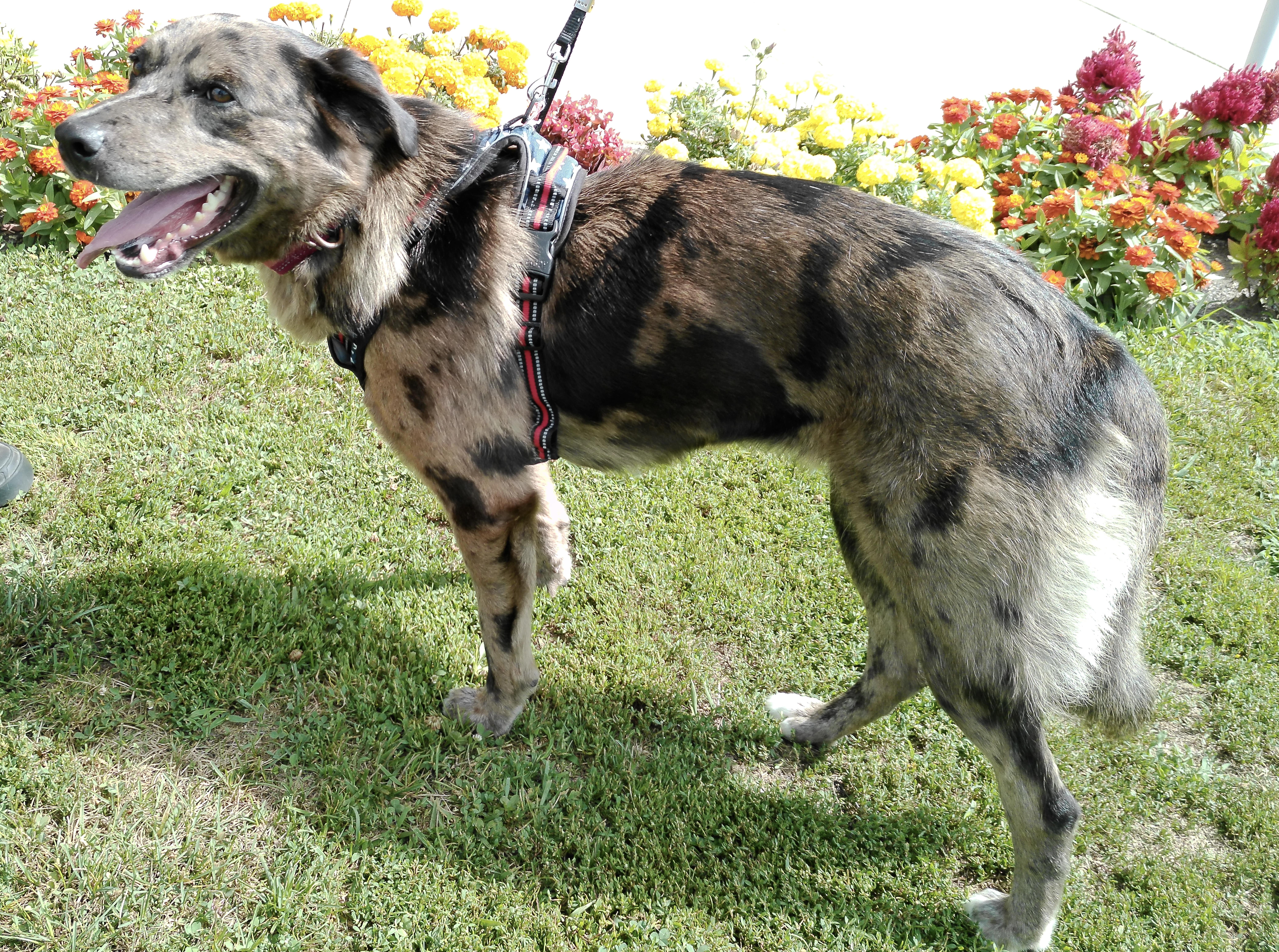 A young medium-sized female Australian Shepherd dog named Flora for adoption in Pottsville, PA