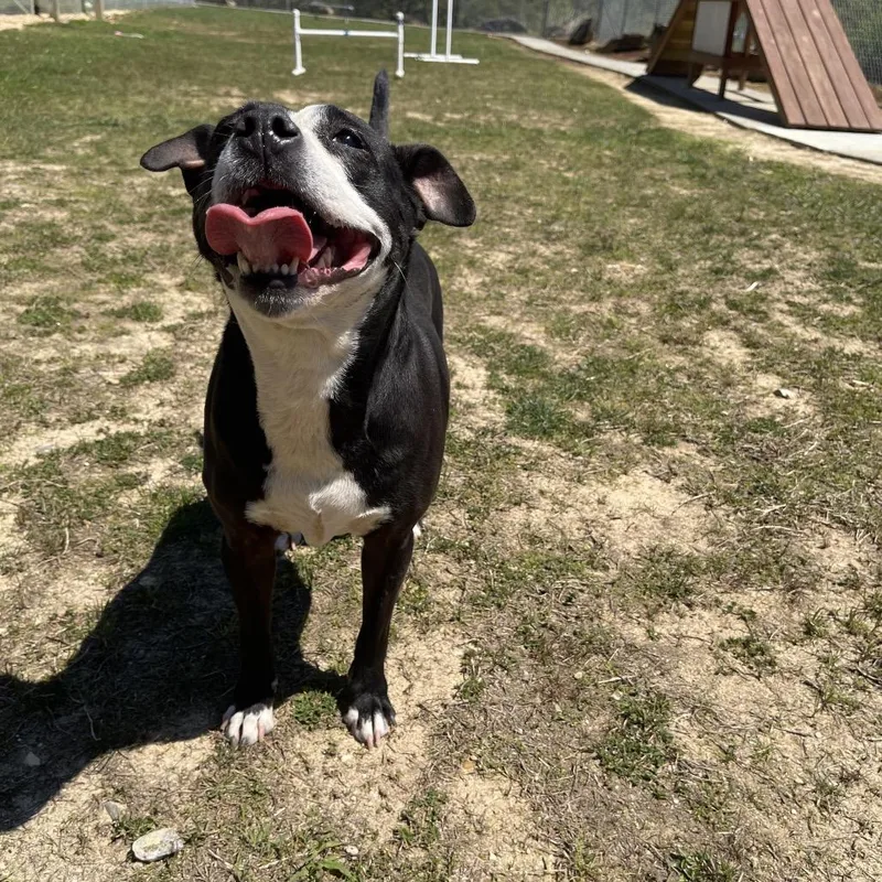 An adult small-sized female Black Mixed Breed dog named Jojo for adoption in Blairsville, GA