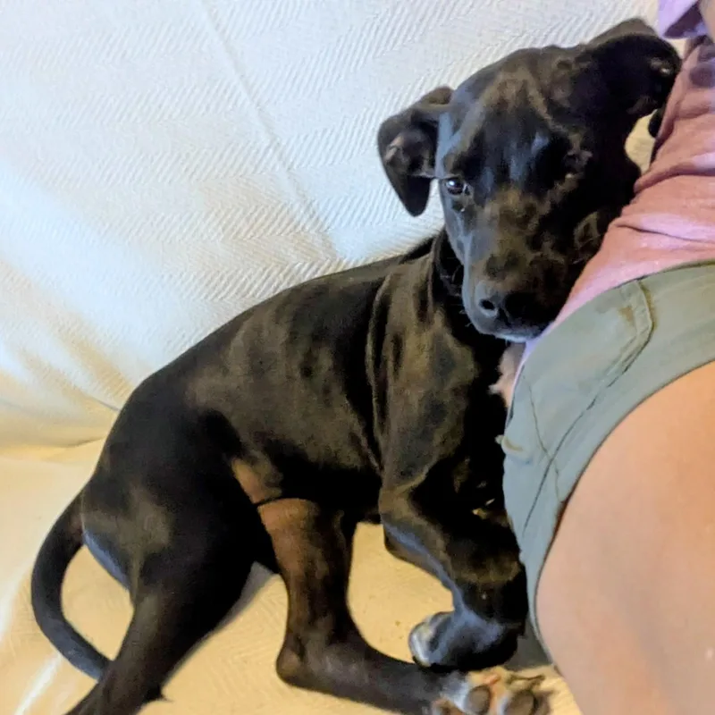 A baby medium-sized female Labrador Retriever dog named Sweet Betsy for adoption in Pensacola, FL