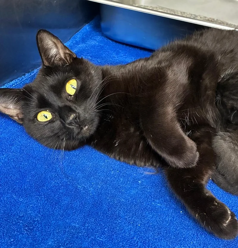 A young small-sized female Domestic Short Hair cat named Tupperware for adoption in Hartsville, SC