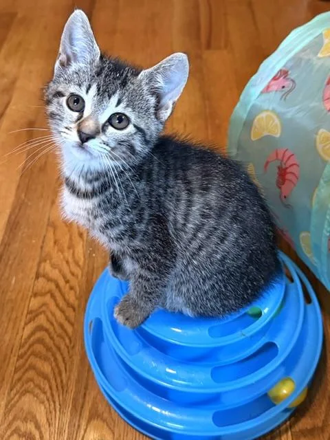 A baby medium-sized female Tabby (Gray / Blue / Silver) Domestic Short Hair cat named Maisie for adoption in Annapolis, MD