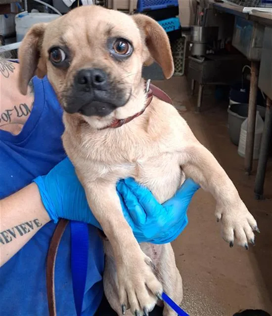 A baby small-sized female French Bulldog dog named A for adoption in Chula Vista, CA
