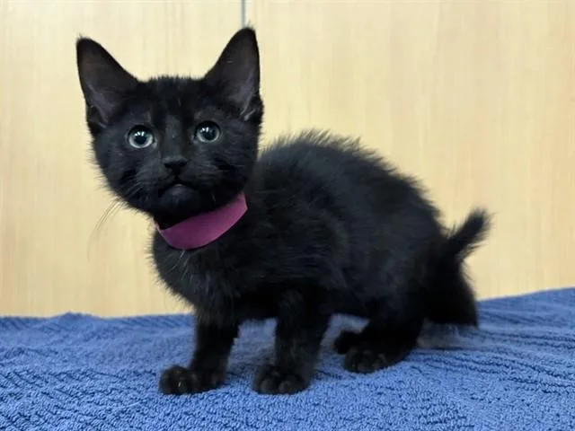 A baby small-sized female Domestic Short Hair cat named Pulotu for adoption in Saint Louis, MO